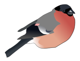 Animals - Eurasian Bullfinch 