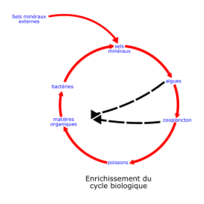 Business - Eutrophisation Cycle 