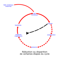 Eutrophisation Cycle