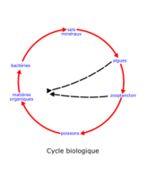 Eutrophisation Cycle