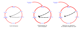 Business - Eutrophisation Cycle 