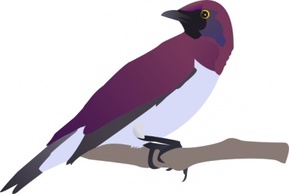 Exotical Bird clip art