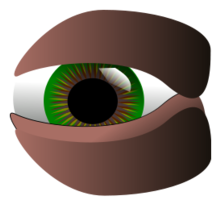 Eye