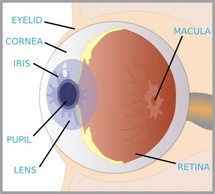 Elements - Eye With Labels clip art 