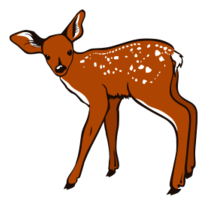 Fawn Preview