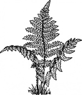 Flowers & Trees - Fern Plant clip art 