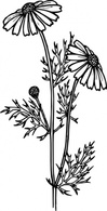 Feverfew clip art 