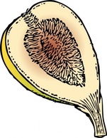 Fig clip art 