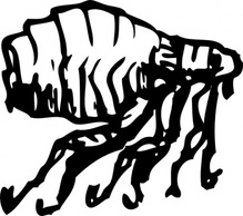 Animals - Flea clip art 