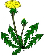 Flowers & Trees - Flower Dandelion clip art 