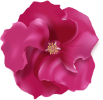 Flower Rose Vector Image 