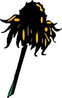 Nature - Flower Rudbeckia clip art 