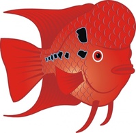 Animals - Flowerhorn Fish clip art 