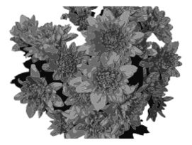 Flowers in Greyscale