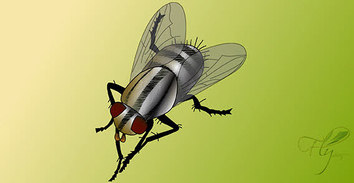 Animals - Fly bug insect 