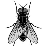 Fly Vector Image