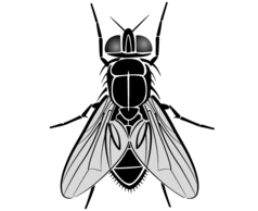 Fly Vector Image