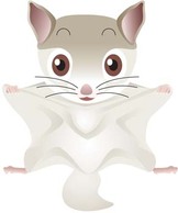 Flying Squirrel Vector Preview
