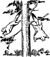 Flying Squirrels clip art