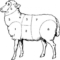 Animals - Food Sheep Meat Standing Classification 