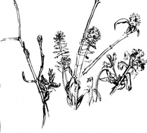 Nature - Forest_plants2004 clip art 