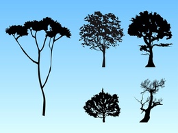 Nature - Forest Silhouettes 