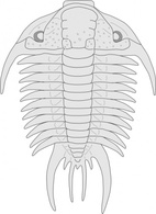 Fossil Of The Asaphus Species clip art 