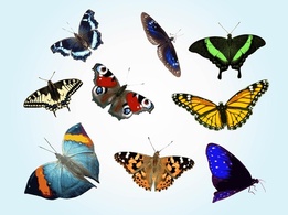 Animals - Free Butterfly Vectors 