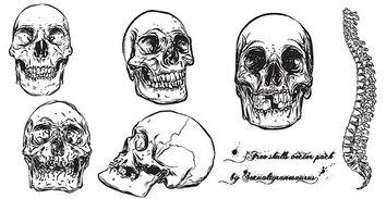 Human - Free human skull with backbone vector pack 