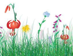 Flowers & Trees - Free vector Grass flowers isolated white 
