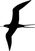 Animals - Frigate Bird clip art 