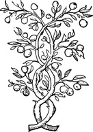 Food - Fruit Tree Branches clip art 