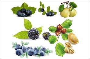 Food - Fruits, blueberries, pears, pistachios, chestnuts vector 