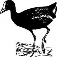 Gallinule clip art Preview