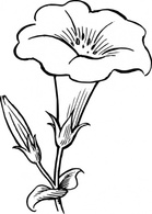 Gamopetalous Flower clip art