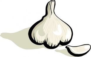 Food - Garlic clip art 