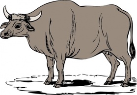 Gaur clip art