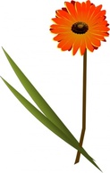 Gerbera clip art