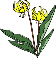 Gg Erythronium Grandiflorum clip art Preview