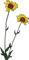 Gg Gaillardia Aristata clip art