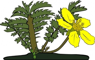 Gg Potentilla Anserina clip art