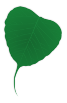 Ginko leaf