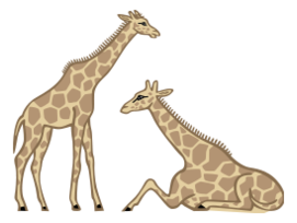 Giraffes 