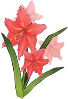 Nature - Gladiolus Flower 1 