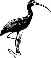 Glossy Ibis clip art