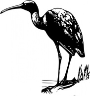 Animals - Glossy Ibis clip art 