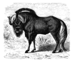 Gnu