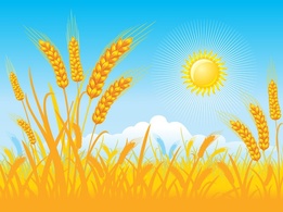 Golden Field Background