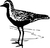 Golden Plover clip art