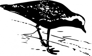 Golden Plover clip art